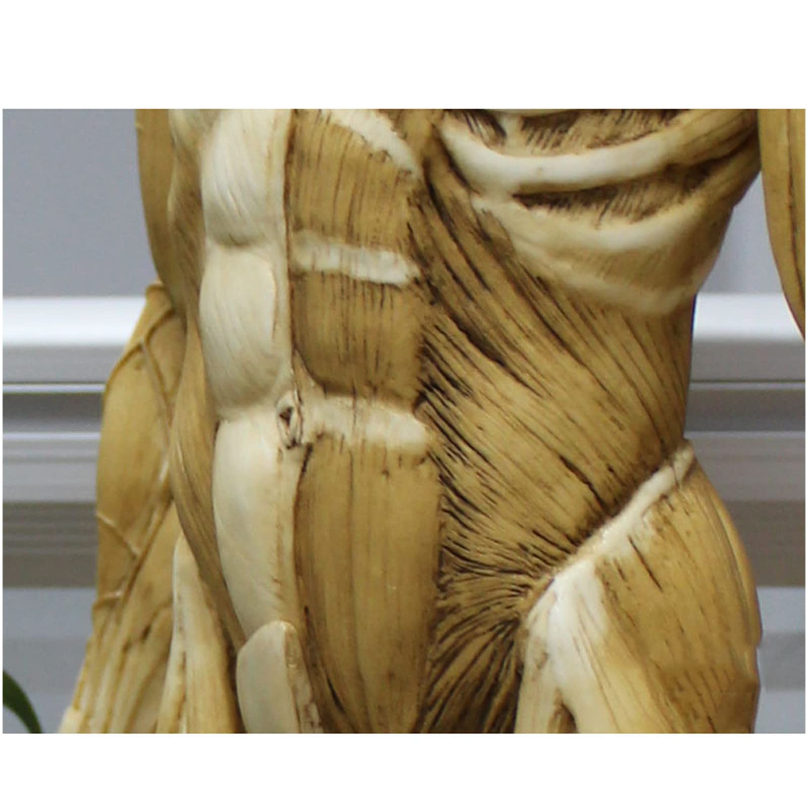 Figura de anatomía humana Modelo de anatomía muscular de 23,6 pulgadas - Figuras masculinas femeninas musculoesqueléticas del cuerpo humano Referencia anatómica