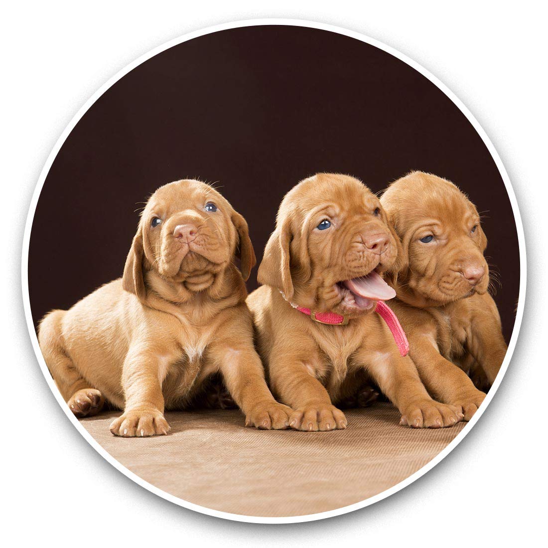 2 x 7.5cm Vinyl Stickers - Hungarian Vizsla Brown Dogs Dog Puppy Decals 45374