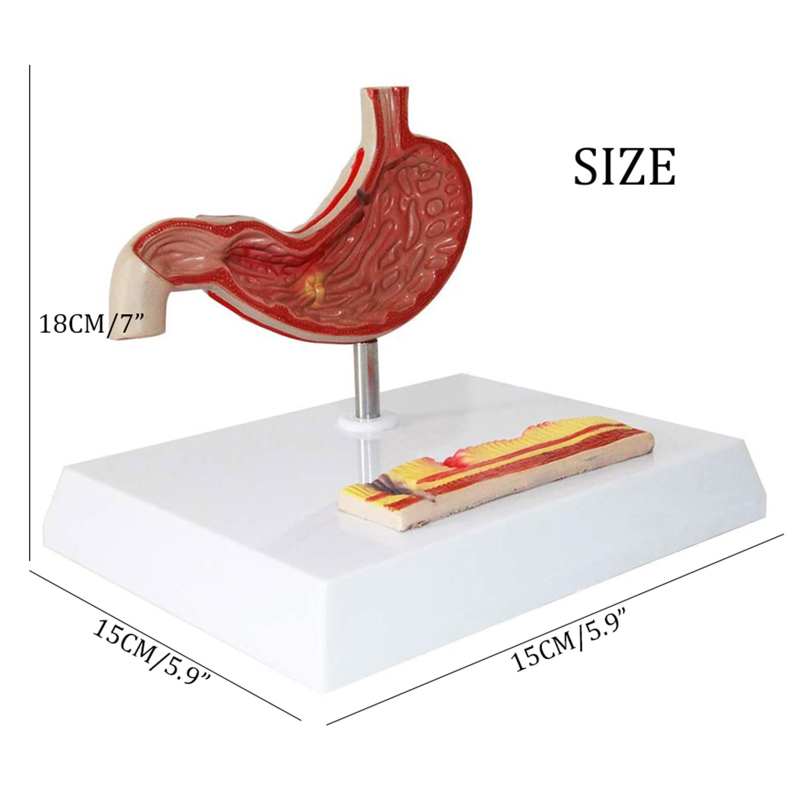 Modele Anatomiczne Model Żołądka Człowieka Model Anatomii Żołądka Materiały Dydaktyczne Do Nauki Medycyny Dla Lekarzy Narzędzie Edukacyjne 18 Cm/7" Narzędzia Do,