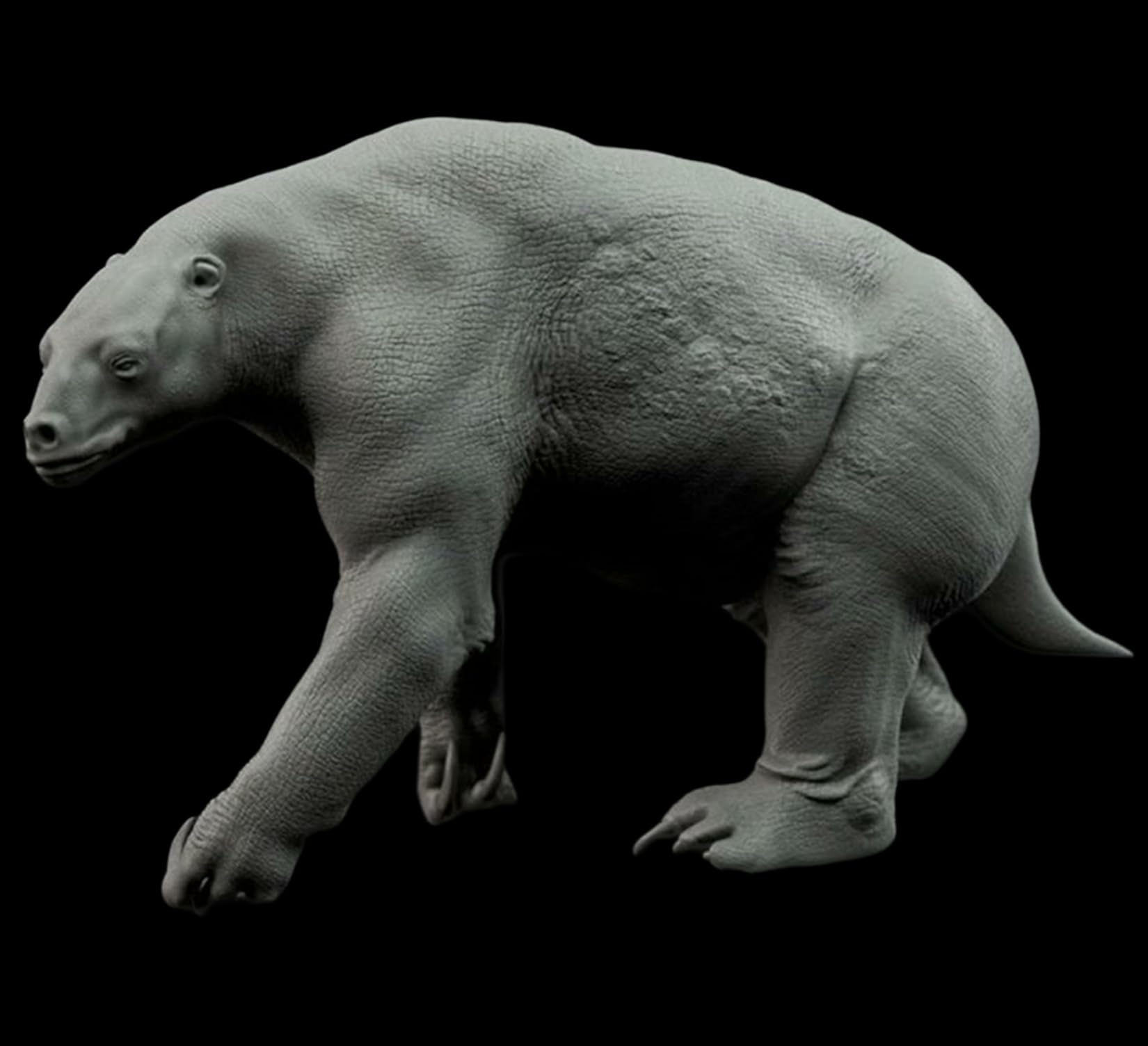 木彫　絶滅哺乳類　アルケオテリウム　頭骨模型　1/5スケール 木彫 絶滅哺乳類 アルケオテリウム 頭骨模型 1/5スケール - メルカリ
