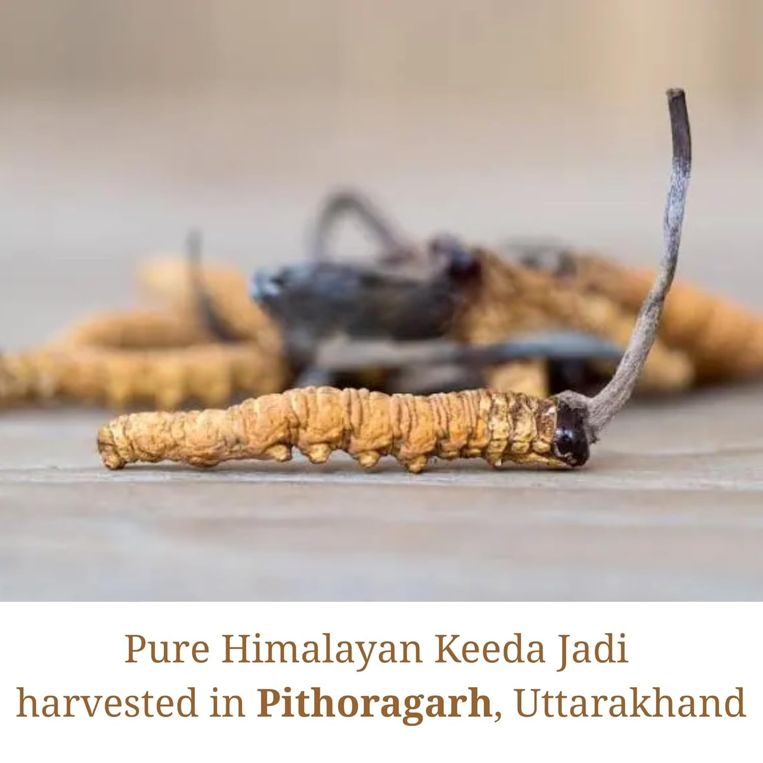 3Gram 12-18pcs Himalayan Yarsagumba – Real Kida Jadi | Rare Ophiocordyceps Sinensis Fungus Handpicked Quality — Amazon image 4
