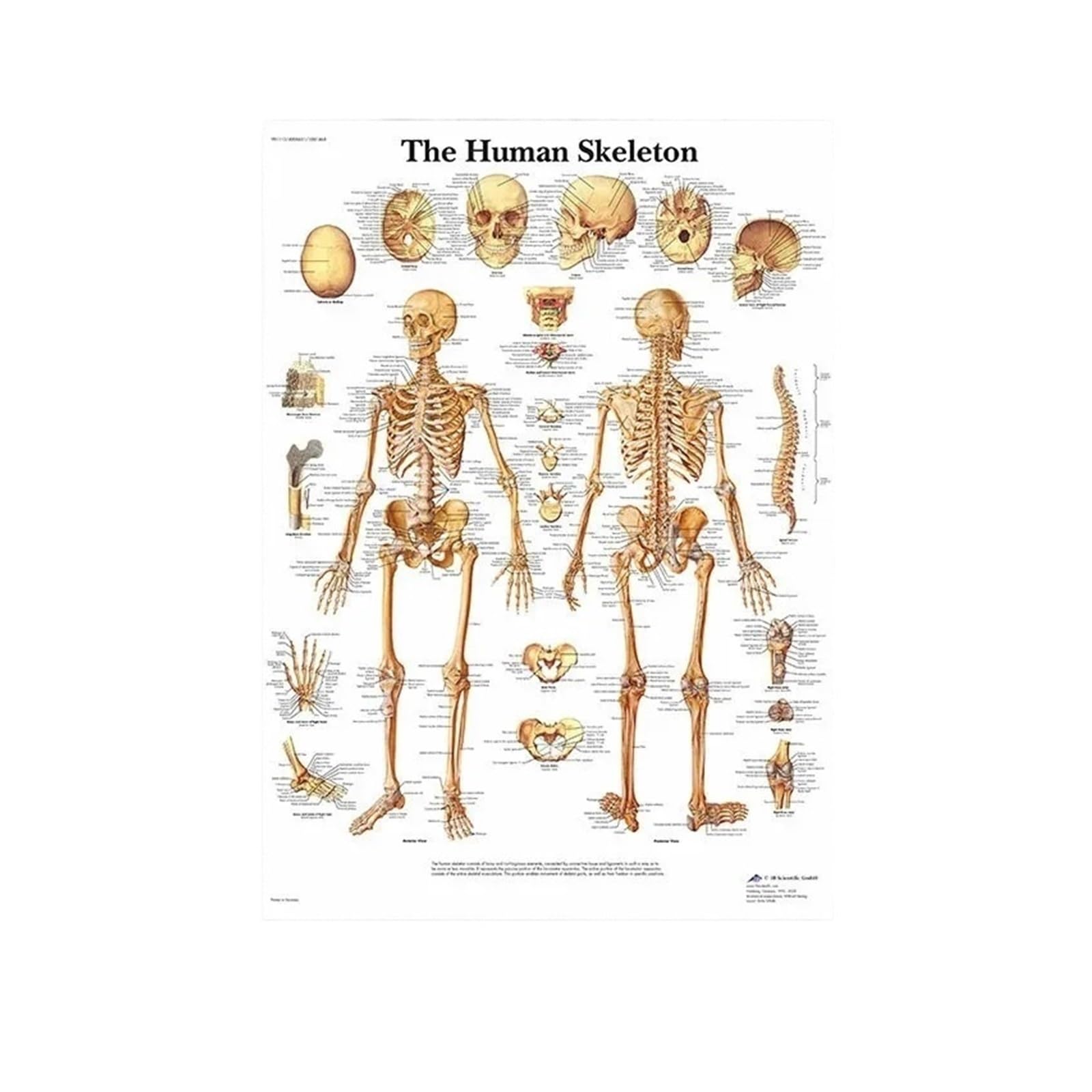 Carte corporelle éducative médicale poster système musculaire toile