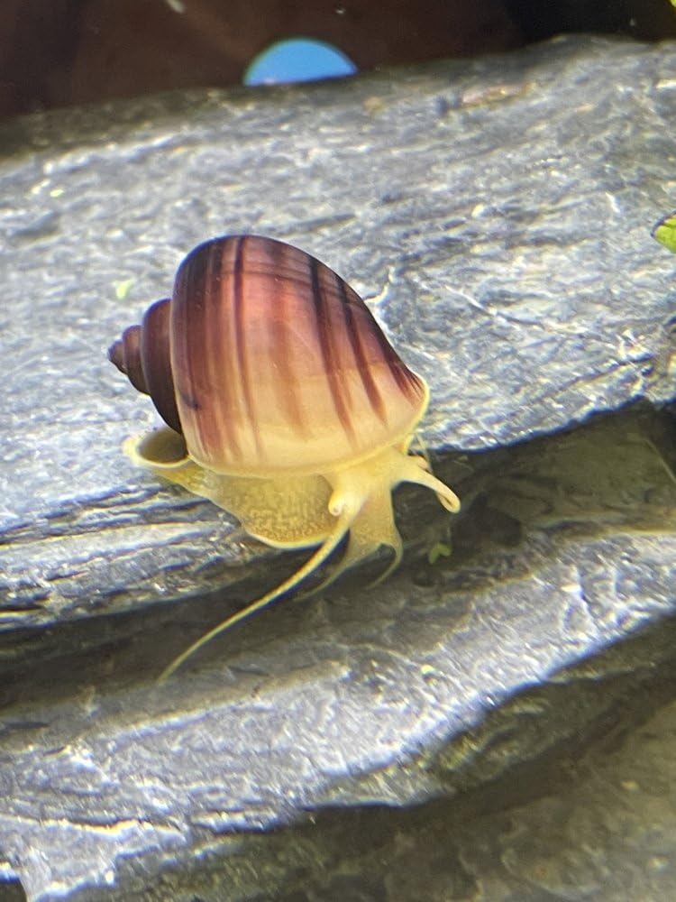 1 x Rare Baby Small Magenta (Pink) Mystery Snail Freshwater Aquarium Live — image 1