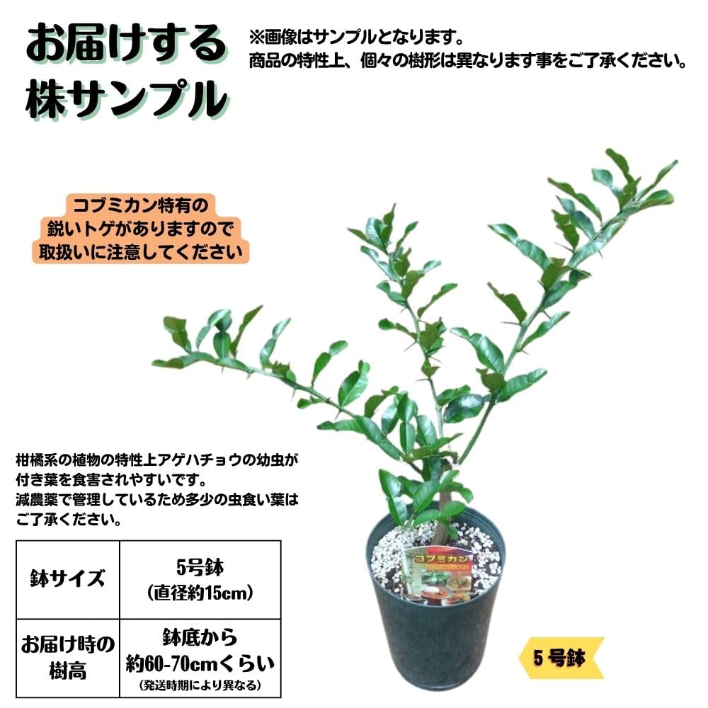 Amazon.co.jp: 《コブミカン 苗 5号鉢 》 バイマックルー カフィア