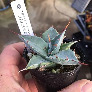 アガベ☆パラサナ実生株 アガベ パラサナ 実生 | mana's farm:塊根植物・アガベ・ドライ