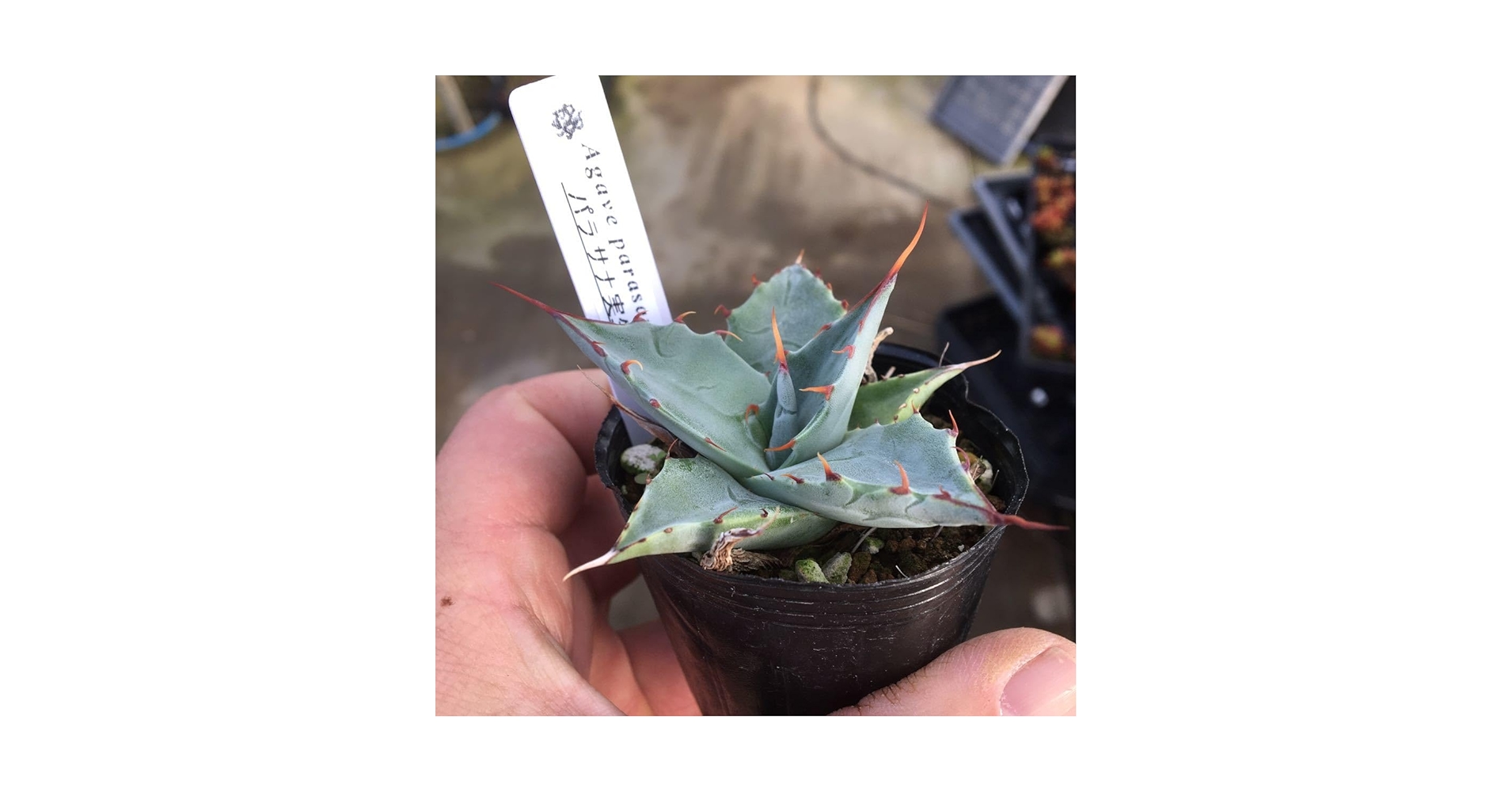 Amazon.co.jp: 多肉植物 アガベ パラサナ 実生苗4 第4種郵便 : おもちゃ