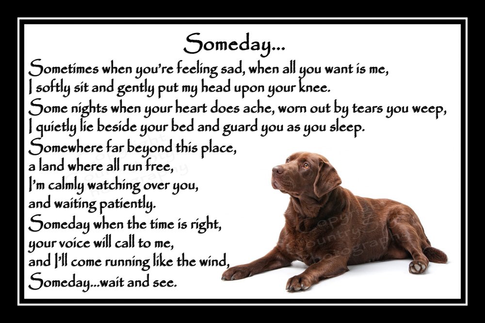Chocolate Brown Labrador Pet Dog Bereavement Memorial Print (unframed) - Someday