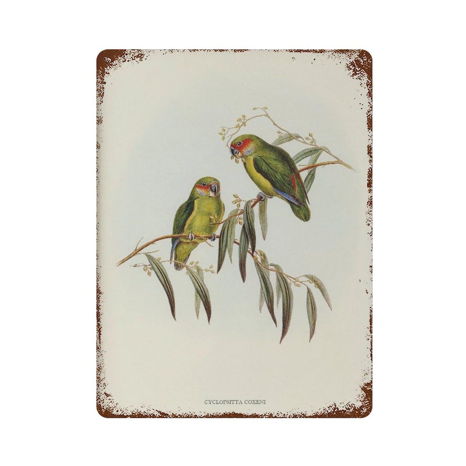 xiaoxiaoshen Antique Coxen’s Parakeet Vintage Bird Wall Decor Art Metal Tin Poster Modern Home Decor Art Home Bar Shop Decorations Vintage Sign 40x30cm