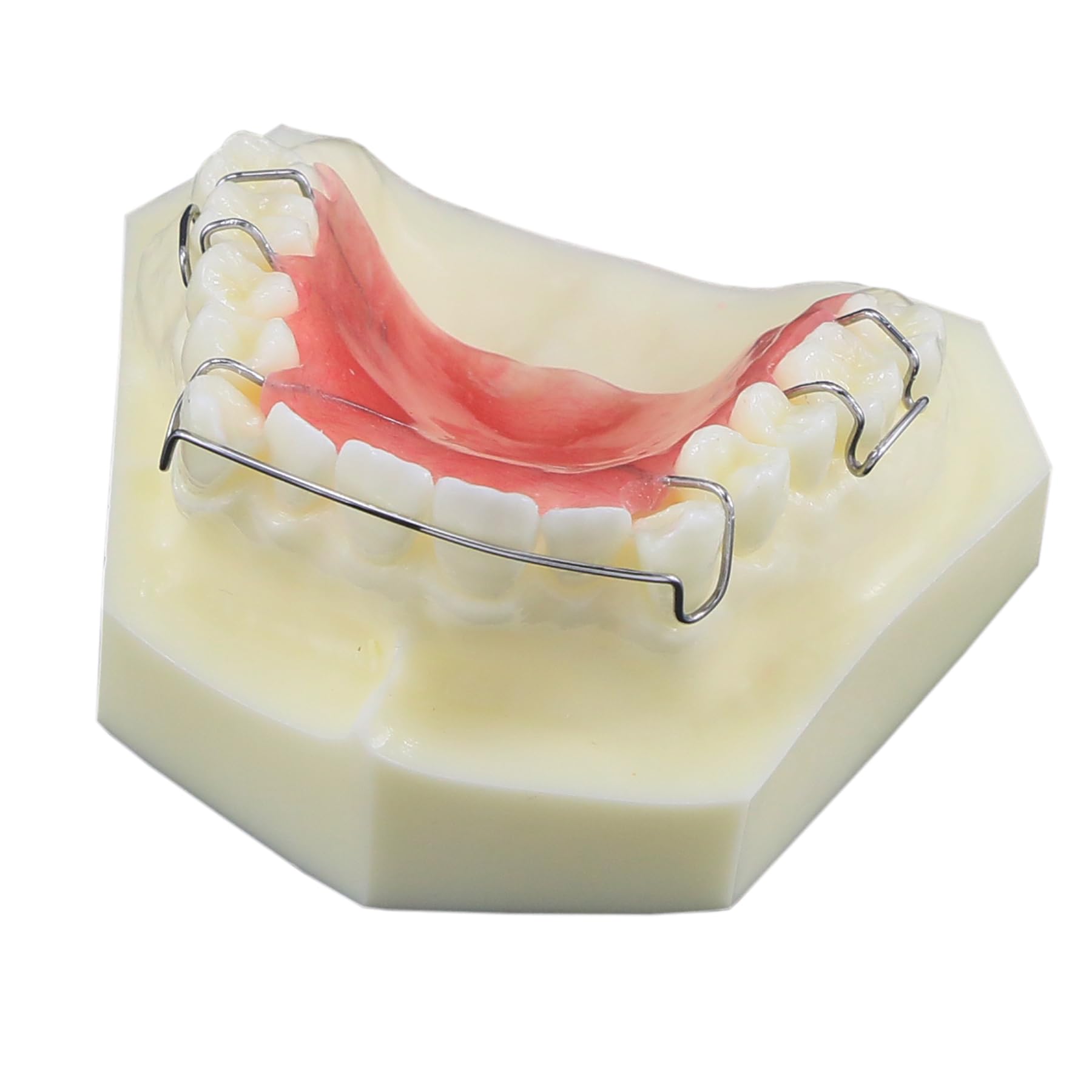 Dental Typodont Orthodontic Teeth Model M3007 with Hawley Retainer Display Teaching Demonstrates The Structure of Retainer