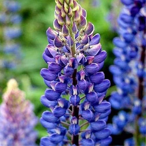 Miniatura 3 de Semillas Lupin Blue Giant Perenne Jardín al aire libre Flores cortadas para plantar sin OMG