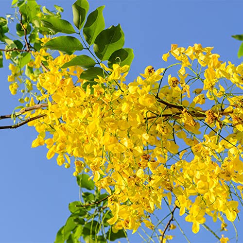 Qauzuy Garden 10 Seeds Golden Shower Tree Seeds Purging Cassia Fistula Indian Laburnum Pudding-Pipe Tree Seeds- Rare Gold Rush Yellow Flower Plant- Easy Grow #TOP4