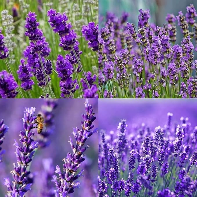 Image of Lavender Flower Seeds Premium Fragrant Herb Seeds for Garden, Pots & Borders - Easy to Grow, Pollinator-Friendly, High Germination (Pack Of 30 Seed)