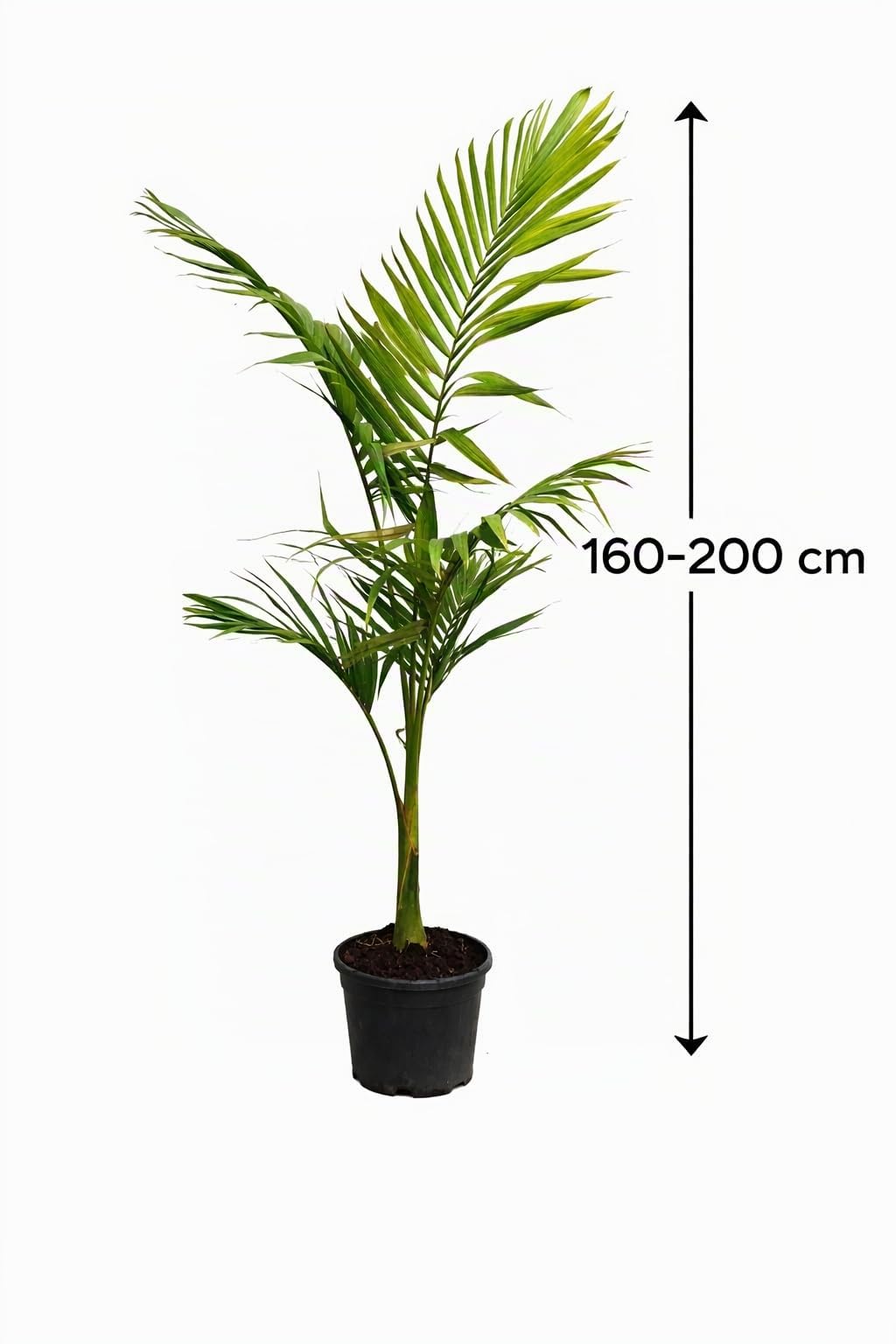 Alexandrapalme 160–200 cm – Archontophoenix alexandrae – Feuerpalme – Grünpflanze – Indoor & Wintergarten – Elegante Zimmerpalme mit 40–50 cm Stamm – Exotische Dekopflanze