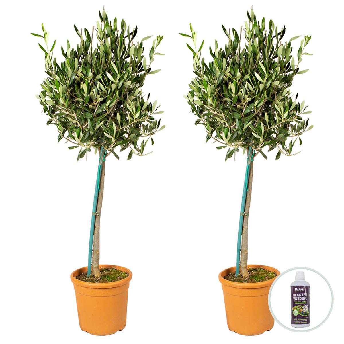 Bloomique - Lot de 2 - Olea Europaea - Olivier sur tige - Plantes de jardin - Résistant au gel - Engrais inclus - Hauteur 80-100 cm - Pot 19 cm