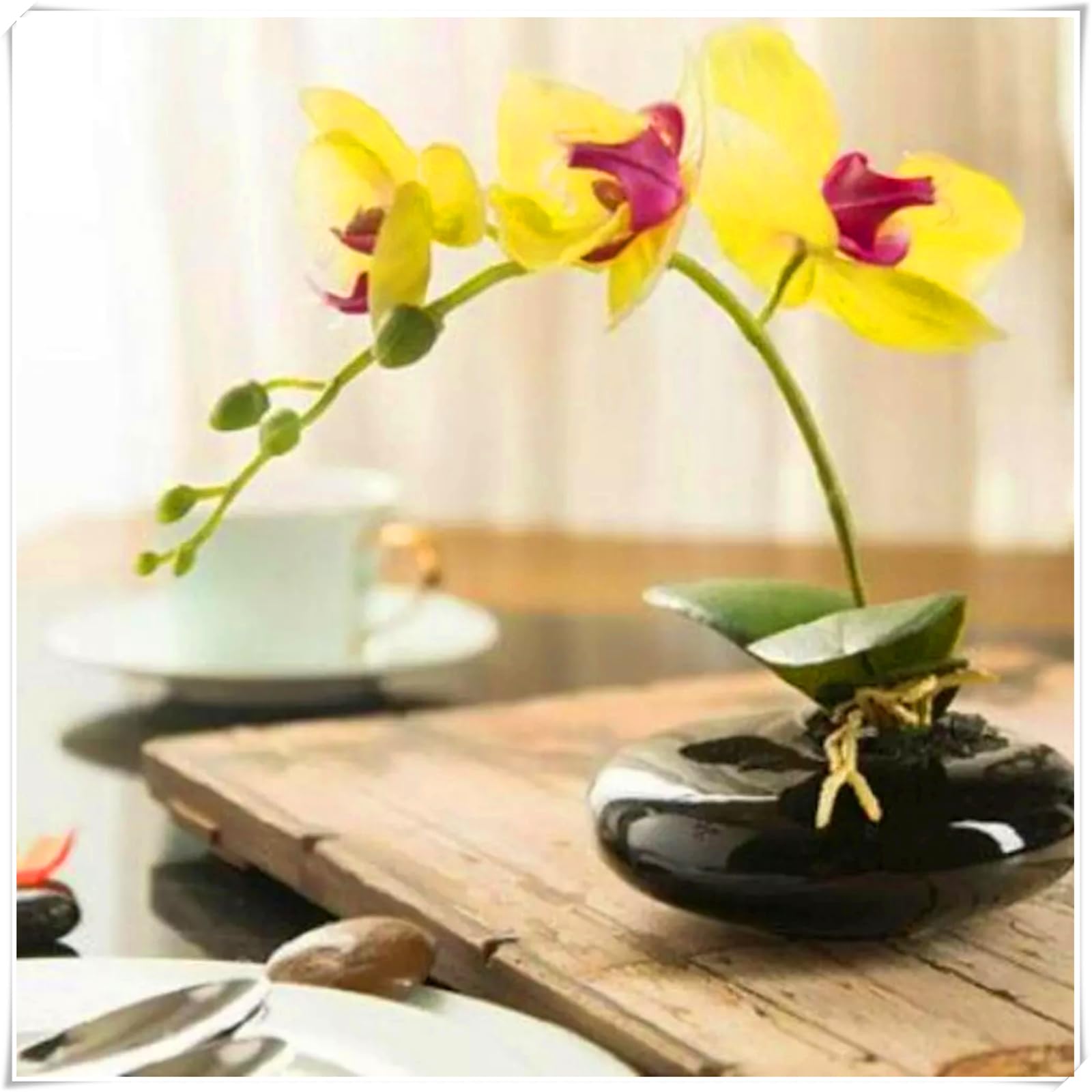 Perennial, Cymbidium Orchid Bulbs, Hardy, Professional for Beautiful Garden Displays-15 Bulbs-E