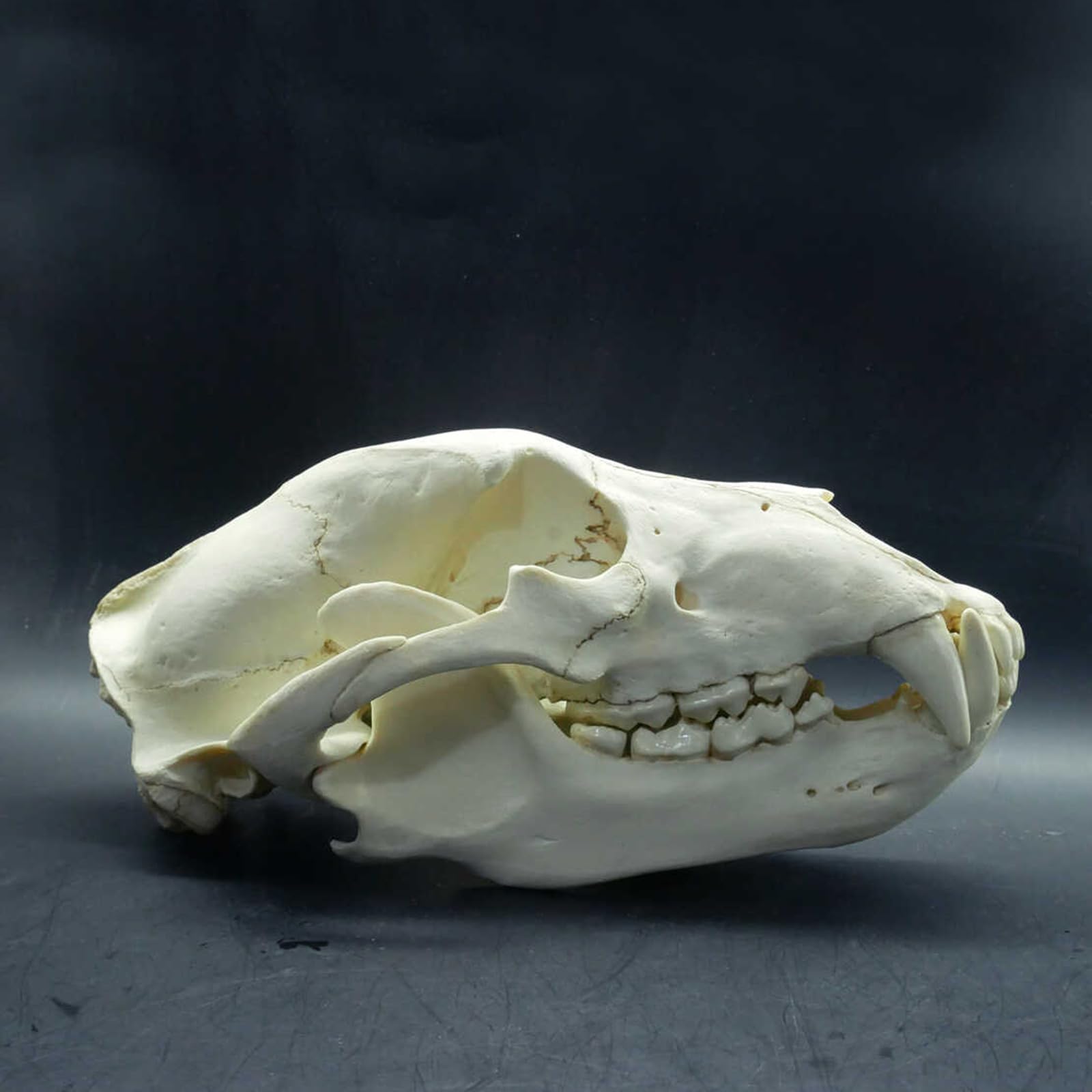 Amazon.co.jp: 肉、31cm、ヒグマの頭蓋骨モデル - クマの解剖学の