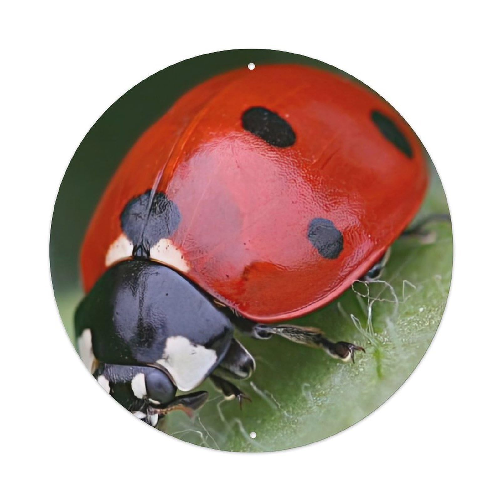 Insect Seven-starred Ladybird Vintage Metal Tin Sign Plaque Wall Decor for Cafe, Club Bar, Office, Garden Metal Poster 8x8Inch