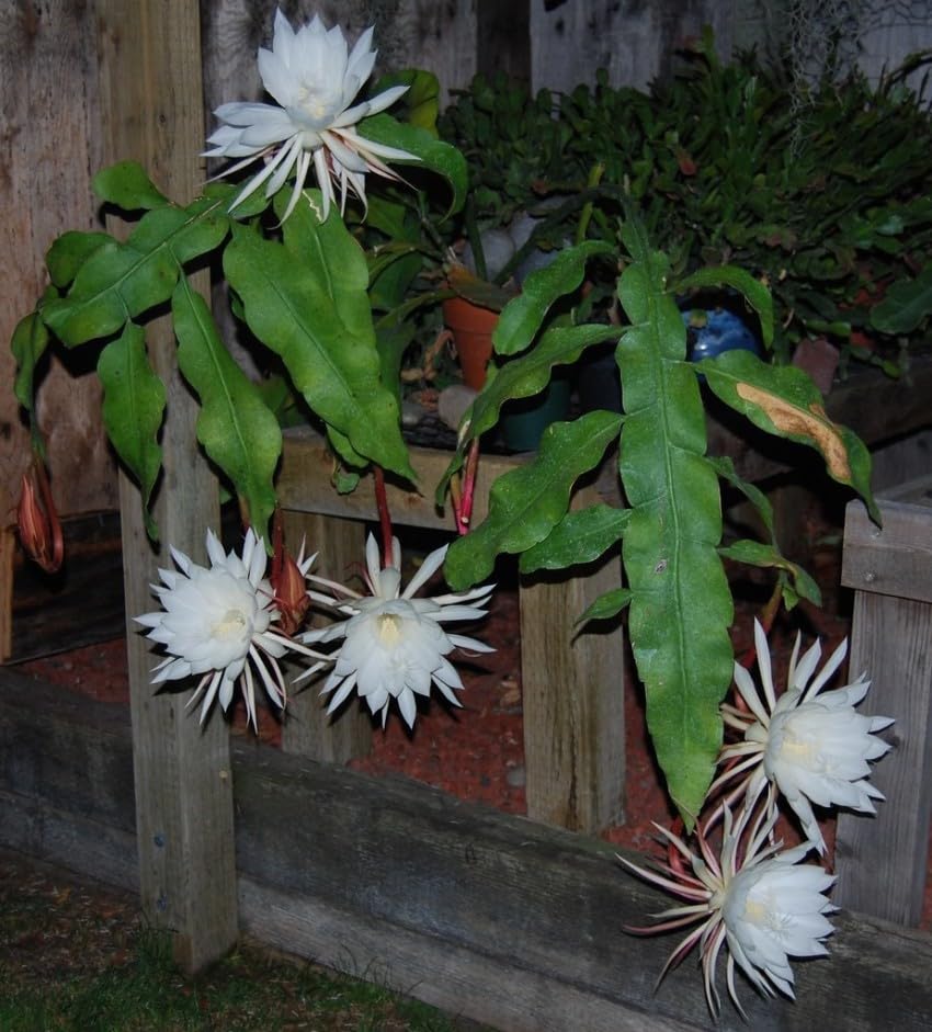Cloud Farm Rare Brahma Kamal, Queen of Night | Saussurea Obvallata Live Plant,Pack of 1 CF_07