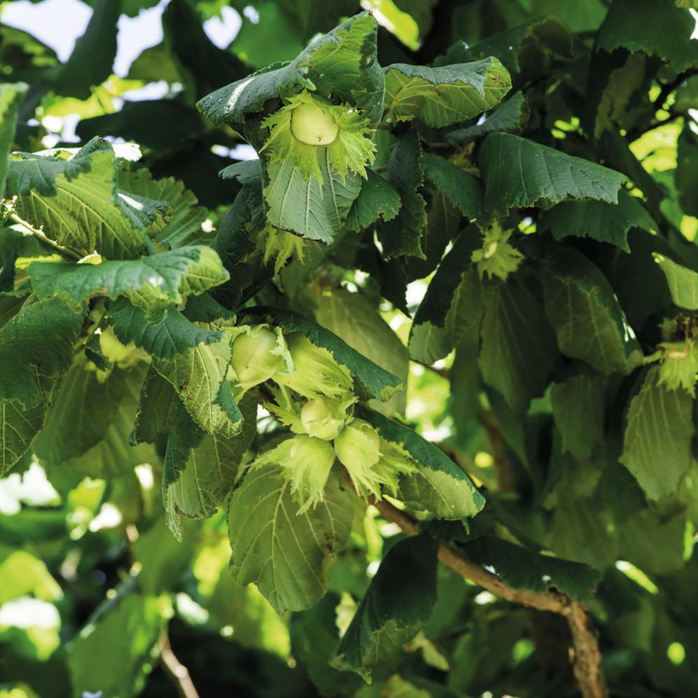 Hardy Perennial Corkscrew Hazel ‘Contorta’, Deciduous Flowering Shrub, Potted Garden Plants Ideal for Cottage Gardens, Patio and Containers (2 x 4 Litre Pot)