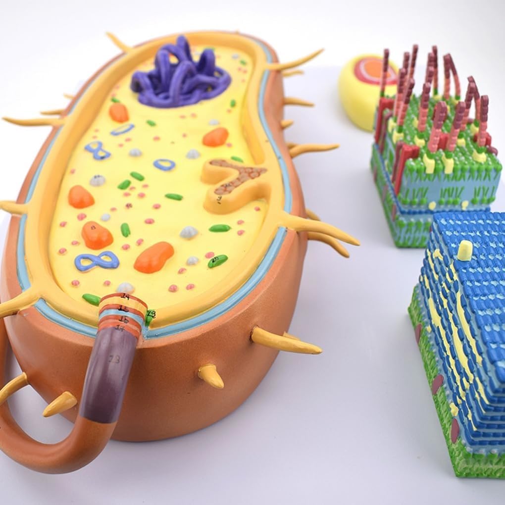Modello di anatomia cellulare batterica per addestramento medico, cromosoma nucleare biologico e strumento educativo Flagellum, ideale per uso in classe e studio
