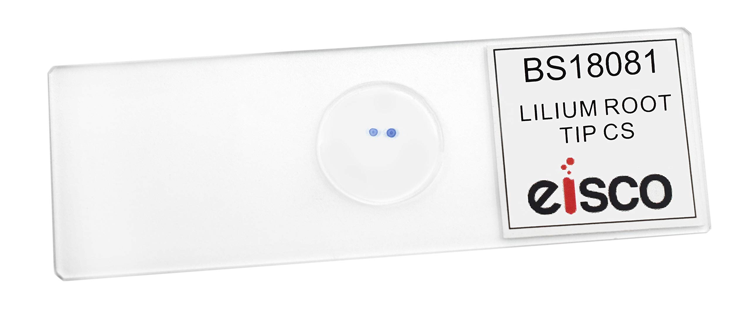 EISCO 10PK Lilium Root Tip Cross Section - Prepared Microscope Slides - Classroom Pack, 10 Slides in Storage Case - Biology & Microscopy