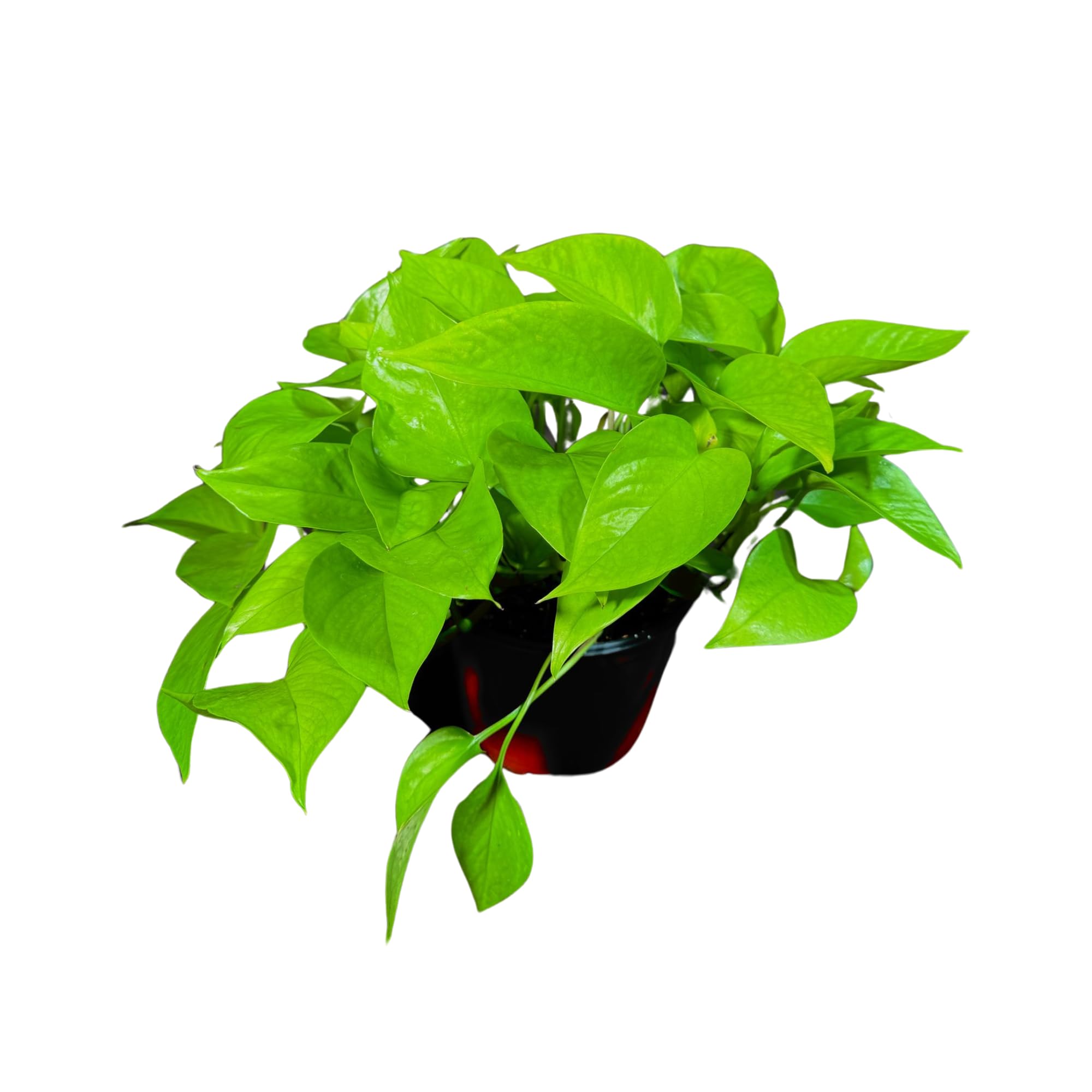 Amazon.com : PLANTVERS Neon Pothos in a 6" Nursey Pot - Vibrant Lime Green  Vining Plant - Air-Purifying Houseplant - Easy-Care Indoor Plant - Low  Light Plant - Low Maintenance & Perfect