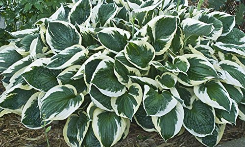 HOSTA Plant (Live Plants/Root) Shade Loving Plant,Low Growing,Zone 4-8