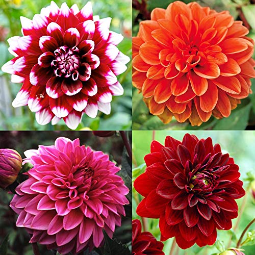 3 x Dahlia Decorative Mix Perky Bountiful Blooms in Single and Bi-Colour- Lovely Reward All Through Summer- for Your Beautiful Garden