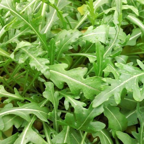 Dirt Goddess Super Seeds~ Arugula Seeds (1 lb) 165,000 Seeds