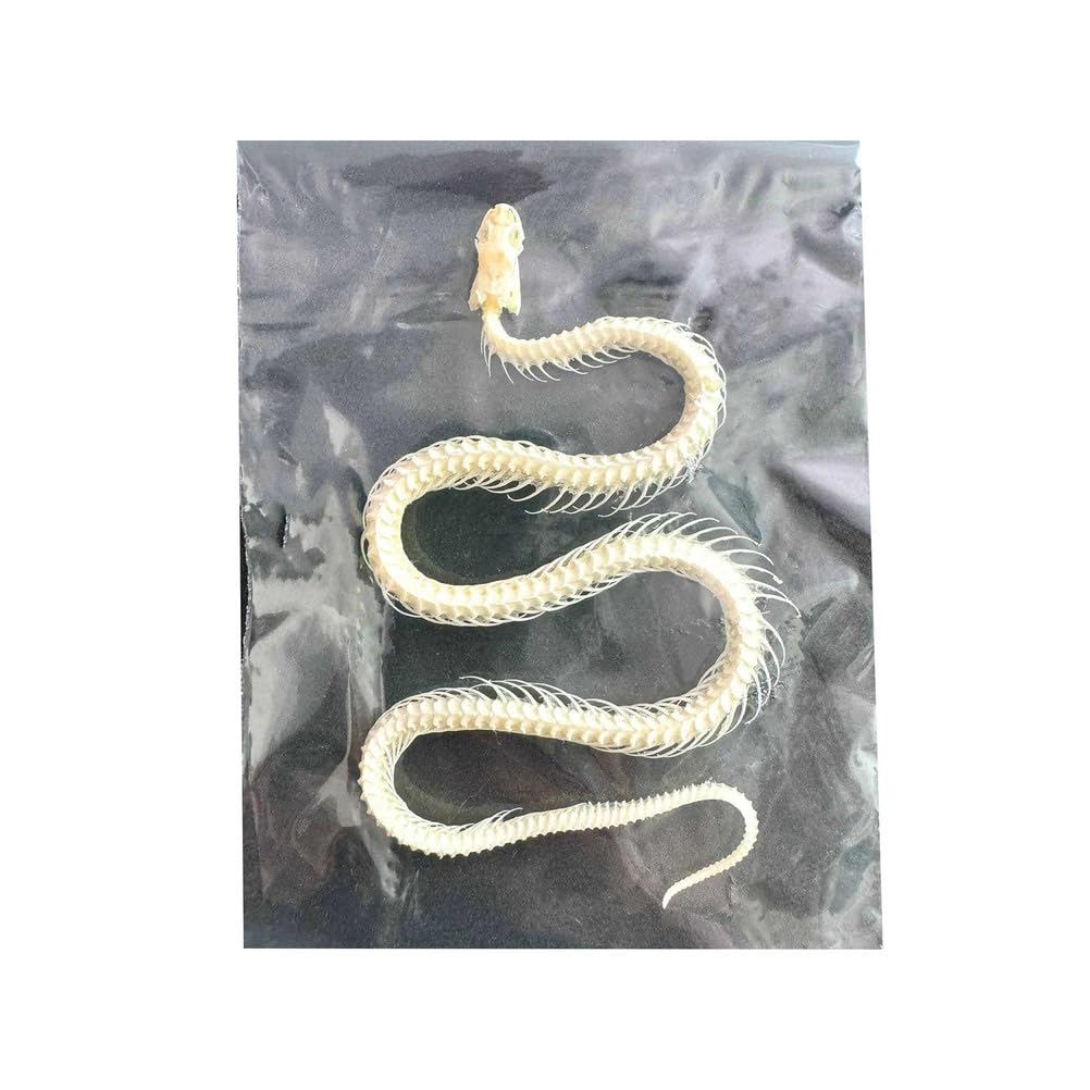 Scheletro di Serpente Reale Campione Animale Reale Collezionabili Decorazioni da Tavolo Regali Speciali
