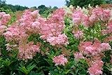 Grow Your Secret Garden