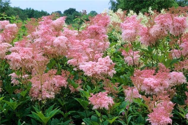 Filipendula rubra, Queen of The Prairie 15 Seeds, Perennial
