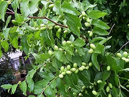Red Chinese Date Tree Edible Fruit Jujube Ziziphus Jujuba Yellow Flower Seeds Amazon Co Uk Grocery