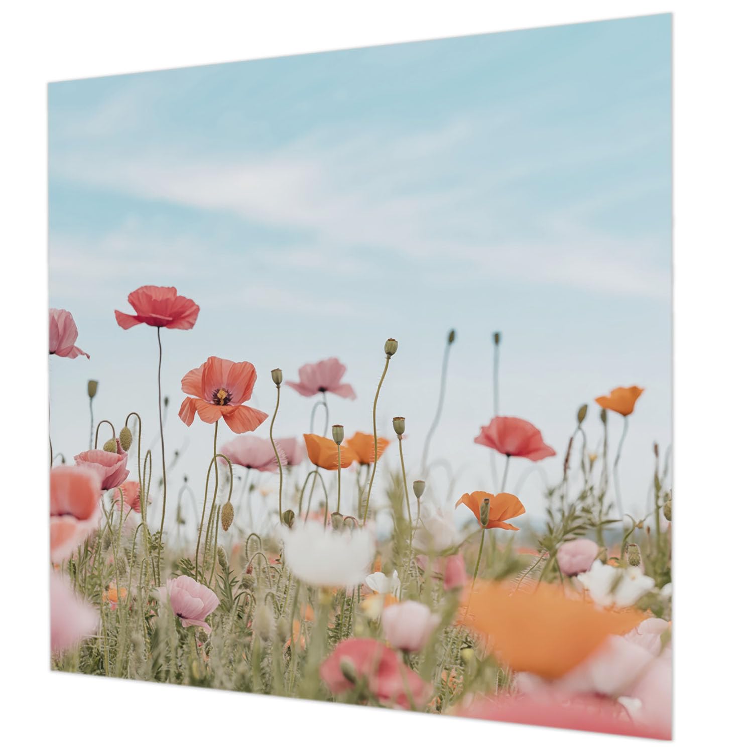 Tapisserie intissée facile à nettoyer Tulup 250x250 cm avec colle incluse