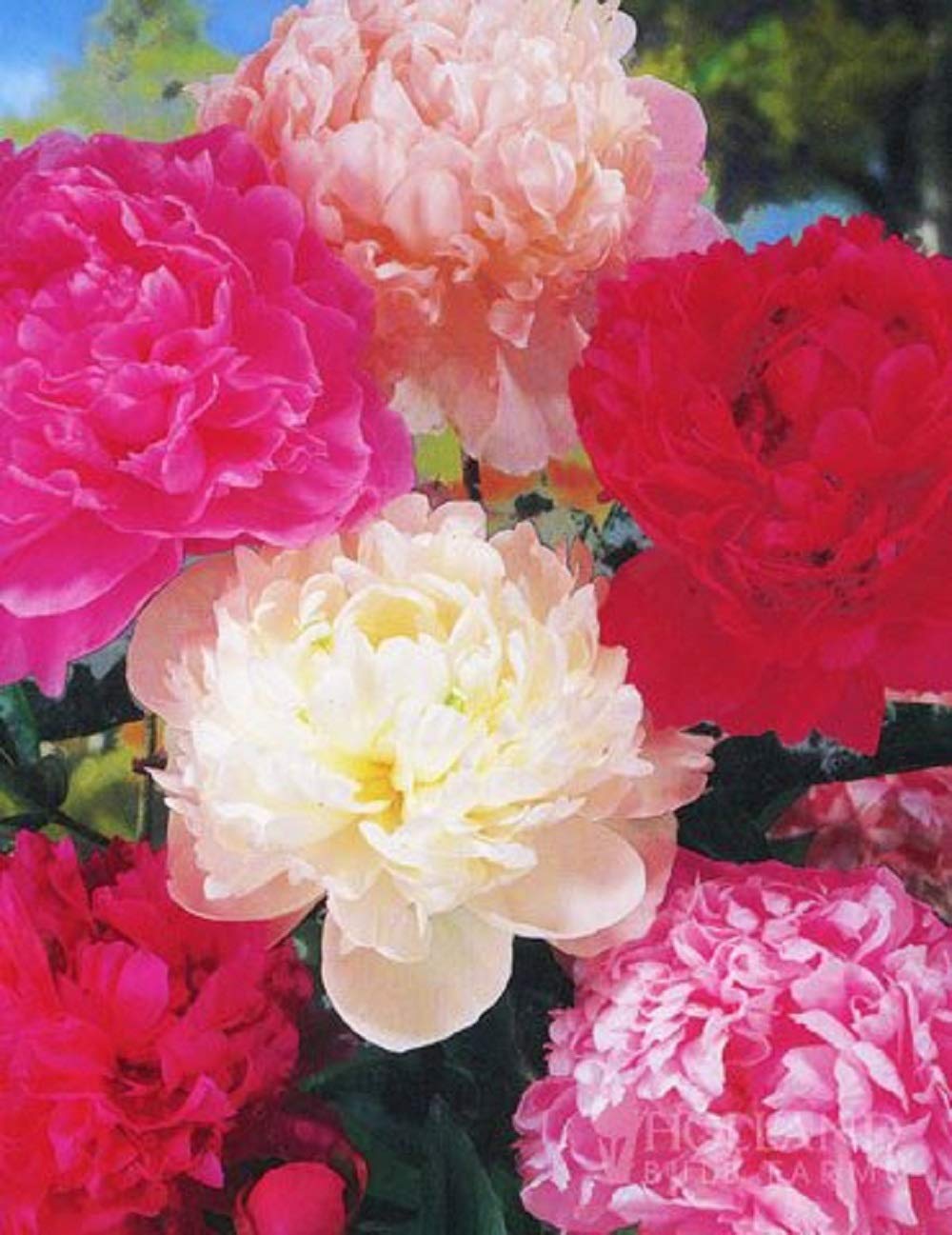 Holland Bulb Farms Mixed Peony Value Bag