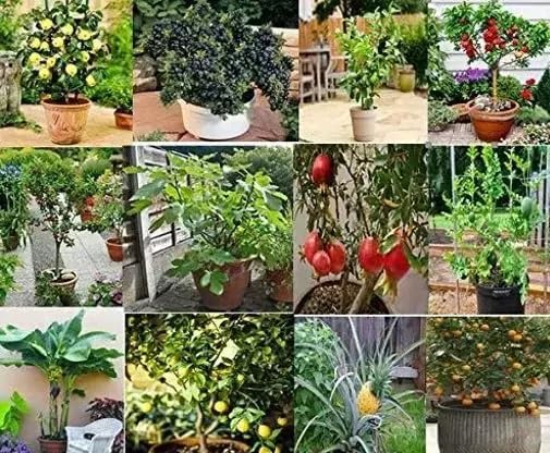 Dwarf Fruit Seeds For Planting- Combo Pack - 15 Variety- 10+ Seeds Each- 10x15 (B0CY6D5HK2) Amazon Price History, Amazon Price Tracker