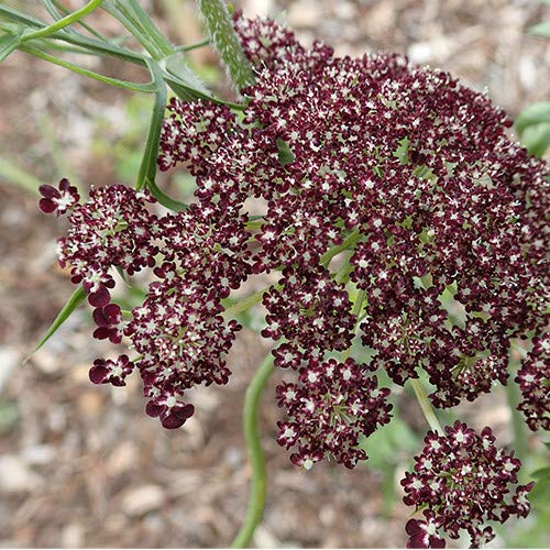 Plant World Seeds - Daucus Carota 'Burgundy Top'
