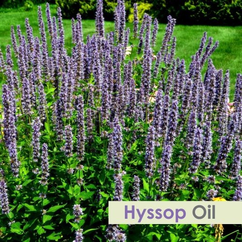 Salvia Hyssop (Hyssopus Officinalis) Essential Oil 100% Pure & Natural Undiluted Uncut Oil | Use for Aromatherapy | Therapeutic Grade - 15ml
