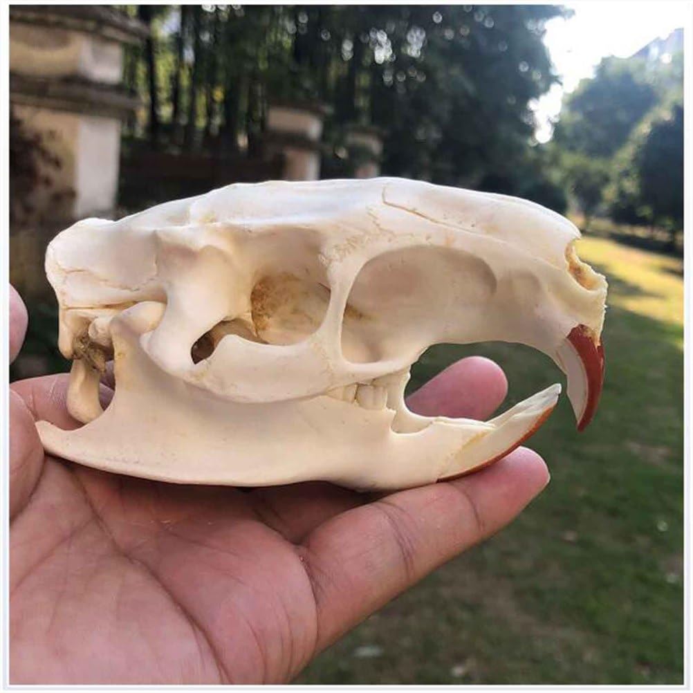 Biber Schädel Kopf Modell - Real Animal Skull Replica - Biber Schädel Kopf Präparator Feng Shui Ornamente für Home Decoratio, Wissenschaft Bildung Lehrmittel