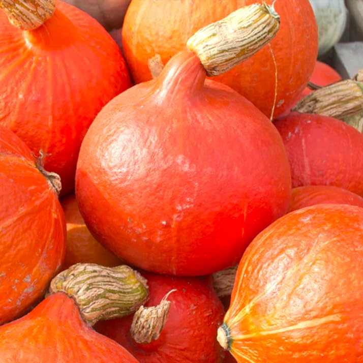 Amazon.com : TomorrowSeeds - Japanese Red Kuri Squash Seeds - 20+
