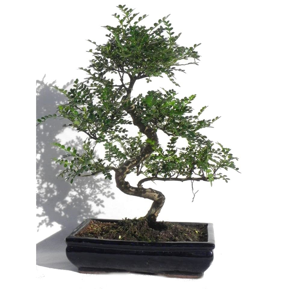 Bonsái de Pimentero Japonés Natural Árbol de Interior Llamado Zanthoxylum Piperitum