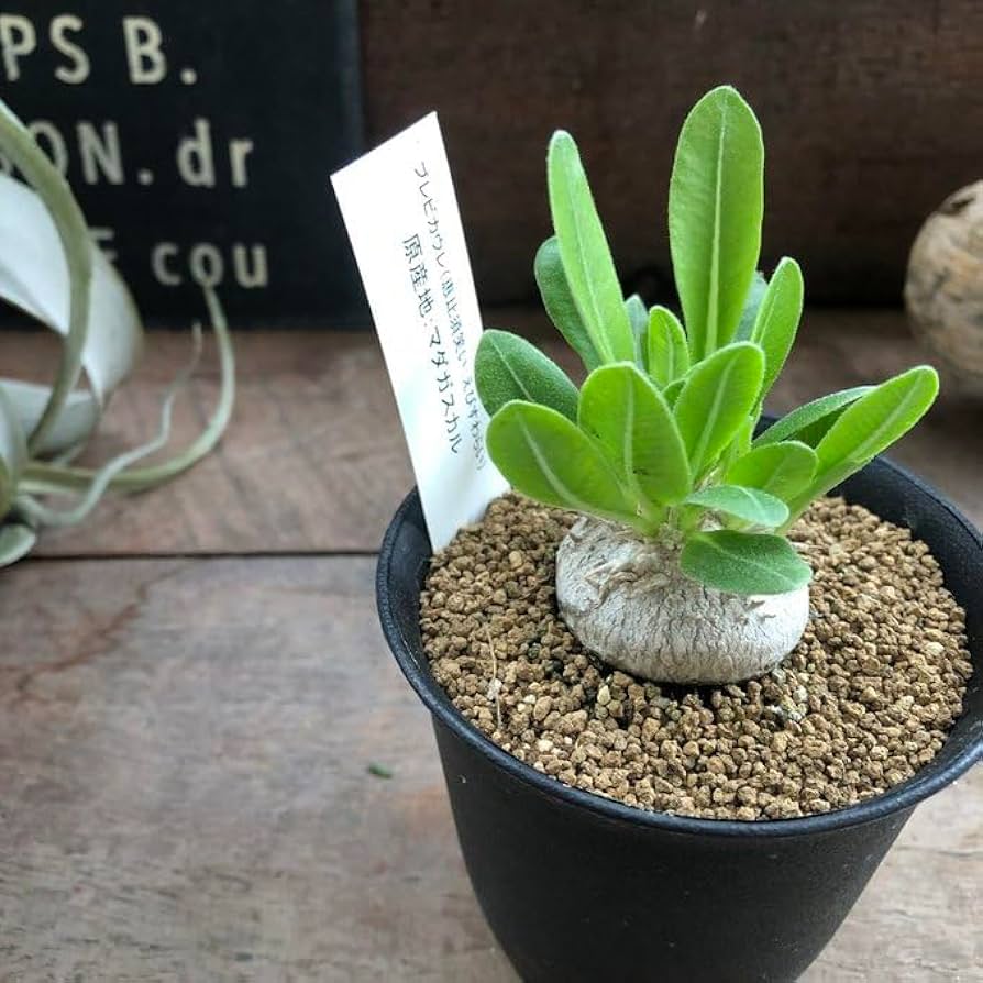 【超美白】　パキポディウム　ブレビカウレ　恵比寿笑い 恵比寿笑い（パキポディウム ブレビカウレ）【大変希少で人気株