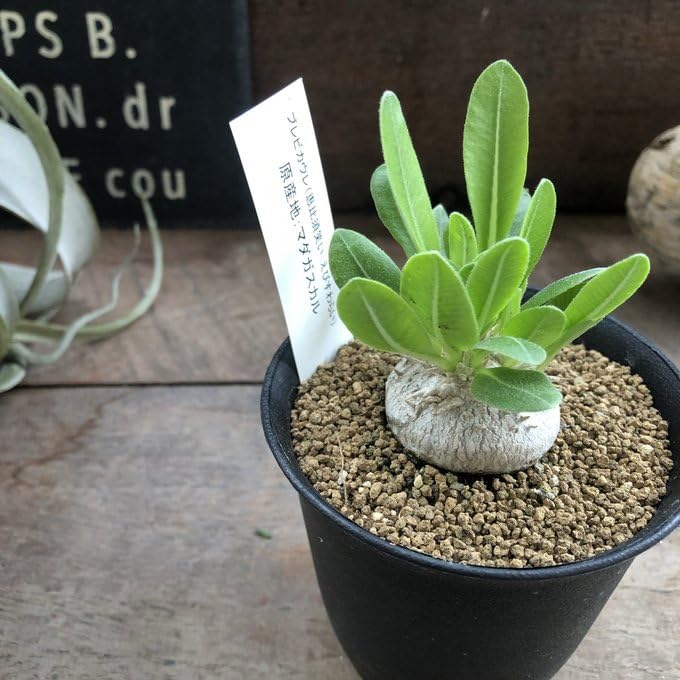 Amazon | パキポディウム・ブレビカウレ 恵比寿笑い 7.5cm鉢