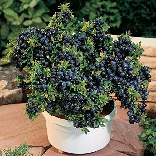 See full amazon price history chart for National Gardens Highbush Blueberry Fruit Seeds (Multicolour, Pack of 10 Seeds) National Gardens Highbush Blueberry Fruit Seeds (Multicolour, Pack of 10 Seeds) (B083LMJMKD) Amazon Price History, Amazon Price Tracker