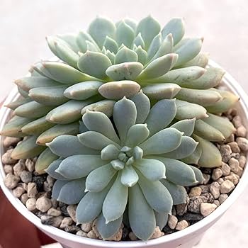 Amazon.co.jp: 極上苗 ミックスベリア ちょこん 多肉植物 お