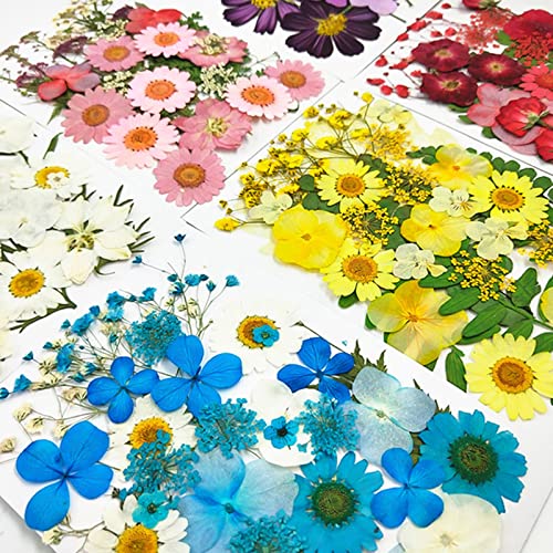 Simhoa Real Dry Pressing Flowers Folhas Natural Pressionadas Flores Misturadas para Scrapbooking DIY