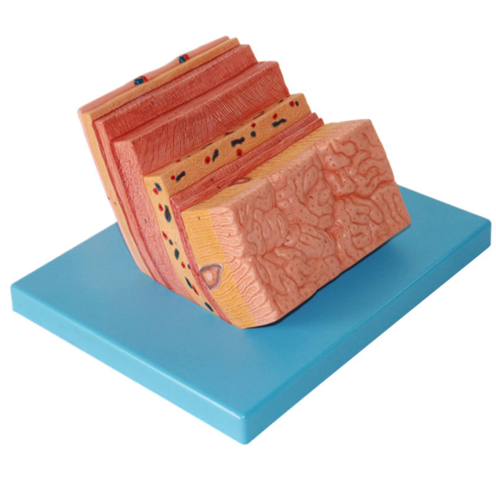 Human Stomach Wall Model, Human Body Anatomy Replica of, PVC Material Gastric Anatomical Model, Stomach Wall Enlargement Model Digestive System Model for Doctors Office Educational Tool