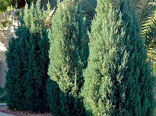 Blue Point Juniper - 20 Live Trees - Juniperus Chinensis - Evergreen Screening Plant #TOP2