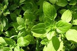 Oregano Seeds Italian Oregano herb Seeds, Heirloom, Organic, 25+ Seeds, Healthy