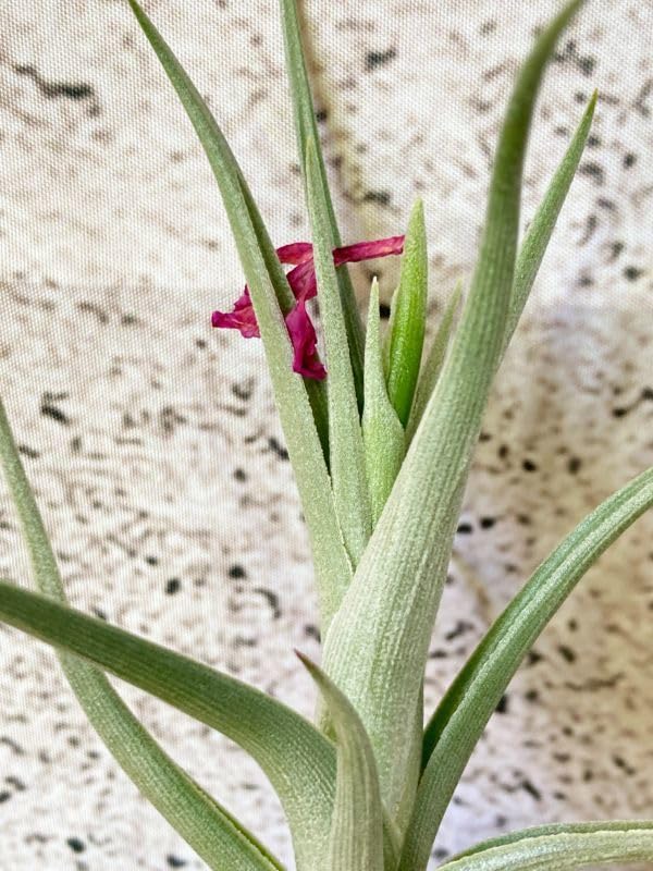 tkshrjk 　チランジア ミスティックシリーズ6点セット Amazon.co.jp: Frontier Plants開花終了株チランジアミスティック